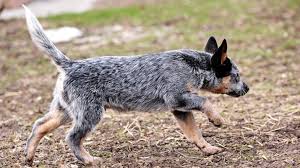 Kitchenaid kettle australian cattle dog. Australian Cattle Dogs 30 Bilder Beschreibung Heeler Rasse Pflege Besonders Welpen Kettle Hund