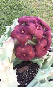 Image result for Orbea melanantha