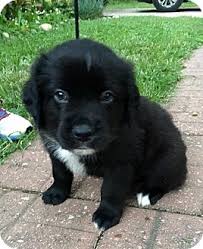 Check spelling or type a new query. Dayton Oh Newfoundland Meet Raptor A Pet For Adoption