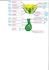 Floral diagram is a graphic representation of flower structure. Structure Of A Flower Teaching Resources