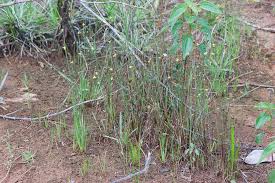 Image result for Xyris anceps