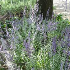 Ga voor nog meer heesters naar de webshop van ten hoven perovskia atriplicifolia 'blue spire' is familie van de lavendel maar bloeit veel langer en beter. Russische Salie Perovskia Atriplicifolia Blue Spire Planten Online Kopen