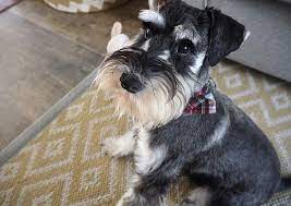Maybe you would like to learn more about one of these? Black Silver Mini Schnauzer Mini Schnauzer Schnauzer Dog Pin