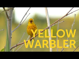 More images for yellow warbler types of yellow birds » Yellow Warbler American Bird Conservancy