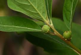 Image result for Clutia swynnertonii