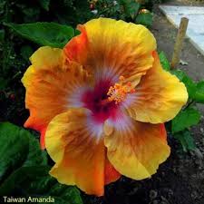 Amanda kernell was born in umeå. Hibisco Hibisco Flores