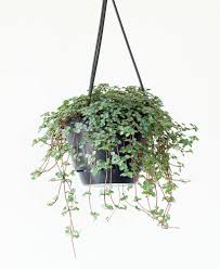 ピレア グラウカ グレイシー