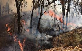 Clima en guadalajara por horas con el estado del tiempo de hoy. No Descartan Que Incendio En El Bosque De La Primavera Haya Sido Provocado El Occidental Noticias Locales Policiacas Sobre Mexico Guadalajara Y El Mundo