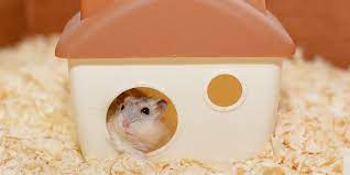 Cara membuat rumah rumahan untuk hamster. 24 Cara Membuat Rumah Rumahan Untuk Hamster Terbaik Lingkar Png