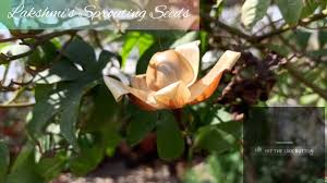 Image result for Merremia tuberosa