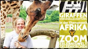Zoom offers a special zoo experience for children, families, and adults of all ages! Zoom Erlebniswelt Gelsenkirchen Giraffen In Einer Afrika Wg Zoos Media Youtube