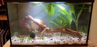 I have a number of live plants in my aquarium. New Setup For The Tank Letting It Cycle Before Anyone Goes In Mug Is There To Help Weigh Down The Driftwood But I Think My Betta Will Like It There Are About