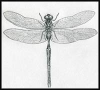 Maybe you would like to learn more about one of these? How To Draw Cartoon Dragonflies Realistic Dragonflies Drawing Tutorials Drawing How To Draw Dragonflies Drawing Lessons Step By Step Techniques For Cartoons Illustrations