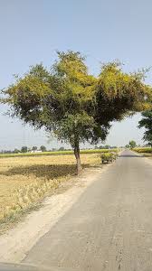 Image result for Cuscuta kilimanjari