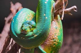 Inside the mouth their teeth are hidden in the gums and the teeth point backwards so prey cannot escape easily once captured. Terrarium Green Tree Python Python Snake Scale Toxic Creature Eyes Tree Snake Dangerous Pxfuel