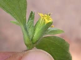 Image result for Sclerocarpus africanus