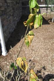 Maybe you would like to learn more about one of these? Camellia Not Doing Well