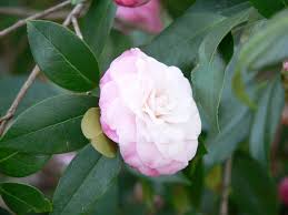 Camellia Pruning How To Prune Camellias Camellia Plant Camellia Tree Bonsai Tree Types