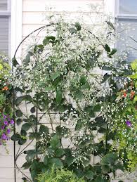 We did not find results for: Gail S Request Monroe County Master Gardener Association