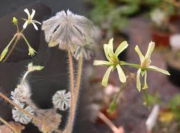 Image result for Pelargonium alchemilloides