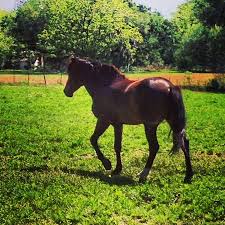 Florida choose the site nearest you: Best Of Craigslist Stallion Seriously Free Live Oak Fl Horse Nation
