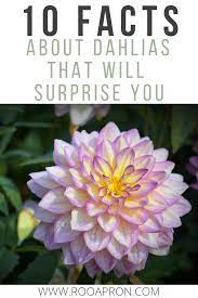 10 Facts About Dahlias That May Surprise You Roo Apron Growing Dahlias Blue Flowers Garden Dahlias Garden