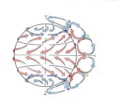 Three Wind Belts Per Hemisphere Earth Science Science And Nature Meteorology