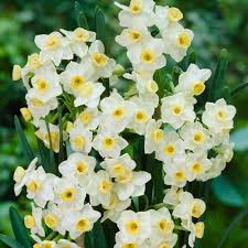 Narcissi Avalanche Bulb Flowers Daffodils Daffodil Bulbs