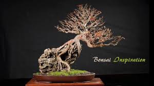 Inspirasi Bonsai Kimeng On The Rock Cahunit Com