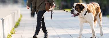 The weight of the saint bernard male should be between 22 and 25.5 kg after 3 months, depending on his size. Saint Bernard Dog Breed Facts And Traits Hill S Pet