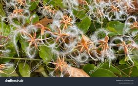 Image result for Clematis brachiata