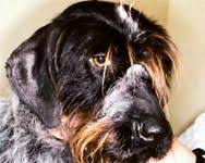 Image result for scabies dog ear