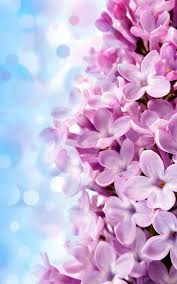Lilac Flower Wallpaper Iphone Best Iphone Wallpaper Flower Wallpaper Pink Flowers Wallpaper Pink Wallpaper Iphone