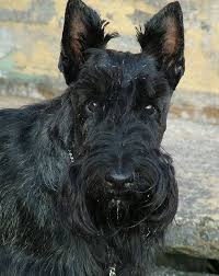 I Have What On My Chin Scottie Dog Scottish Terrier Beloved Dog