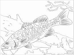 Bass fish coloring pages are a fun way for kids of all ages to develop creativity, focus, motor skills and color recognition. Spotted Bass Coloring Page Coloringbay