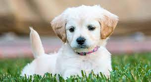 F.a.q.'s picture day size chart payment past puppies mini labradoodle puppies for sale bubbles $750.00 new holland, pa mini labradoodle puppy. Mini Labradoodle The Miniature Poodle Labrador Retriever Mix Breed