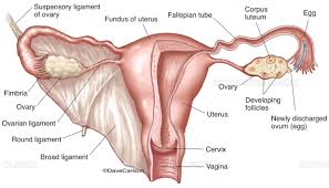 Science Source Female Reproductive System Labeled