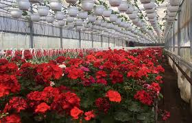 Sere si solarii cu fonduri europene. Serele De Flori De La CÄƒciulaÅ£i O Pasiune LÄƒsatÄƒ Din TatÄƒ In Fiu Agro Business