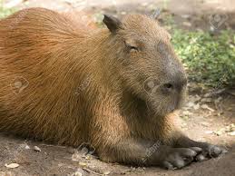 Este animal es conocido como el roedor más grande del mundo. Capibara El Roedor Mas Grande Del Mundo Fotos Retratos Imagenes Y Fotografia De Archivo Libres De Derecho Image 21028521