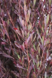 Image result for Dodonaea viscosa