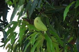 Tunas tersebut terus berkembang menjadi pohon mangga yang masih kecil. Waspadai Kehadiran Kupu Kupu Penusuk Buah Mangga Artikel Pertanian Terbaru Berita Pertanian Terbaru