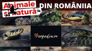 Pradatori eficienti pe timp de noapte, serpii se hranesc in mod uzual cu mamifere mici, soparle, broaste sau chiar alti serpi. Sunt Patru Specii De Vipere In Romania Serpedia Ro Enciclopedia Serpilor Din Romania Youtube