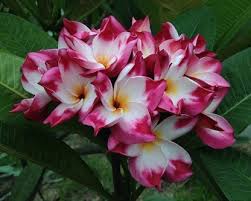 We did not find results for: Brad S Buds And Blooms Your Source For Beautiful Plumeria And Amazing Customer Service