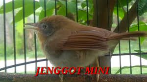 Ketika burung ini diam di pepohonan sulit terlihat, karena memiliki warna hijau yang mirip dengan daun. Jenggot Mini Gacor Dor Youtube