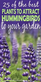 The key to attracting hummingbirds to your yard is to plant lots of flowers and provide the habitat that will give them shade, shelter, food, water. Hummingbird Plants