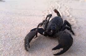 Image result for Scorpion