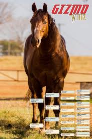 TOP LEO WHIZ (1 Cobertura) - LP Horses