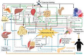 Have something nice to say about alex moreno? Nutrients Free Full Text The Role Of Exercise In The Interplay Between Myokines Hepatokines Osteokines Adipokines And Modulation Of Inflammation For Energy Substrate Redistribution And Fat Mass Loss A Review Html