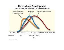 Brain Fact Experiences Provided In Early Life Directly