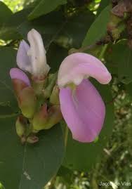 Image result for Canavalia africana